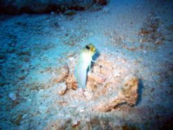 This is a close up of a yellow headed Jawfish that was cl... by Allyssa Arnold 